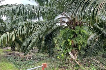 Tanah Non Bumi seluas 2 ekar di Sungai Besar untuk dijual. Sekarang ada pokok kelapa sawit di atas tanah. 
