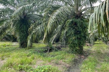 Tanah Non Bumi seluas 2 ekar di Sungai Besar untuk dijual. Sekarang ada pokok kelapa sawit di atas tanah. 