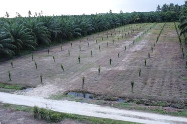 Tanah FREEHOLD 2.52 ekar Permatang Tengah, Mukim Api-Api, K. Selangor