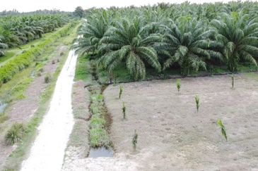 Tanah FREEHOLD 2.52 ekar Permatang Tengah, Mukim Api-Api, K. Selangor