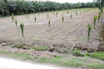 Tanah FREEHOLD 2.52 ekar Permatang Tengah, Mukim Api-Api, K. Selangor