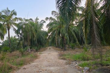 SUNGAI YU KUALA SELANGOR 4 EKAR KEBUN SAWIT NON BUMI FOR SALE
