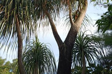 LAKE GARDEN SG LONG, 2 STY SEMI D HOUSE 