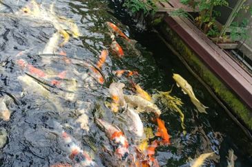 LAKE GARDEN SG LONG, 2 STY SEMI D HOUSE 