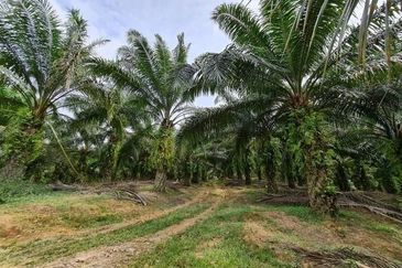 Potential Industrial Zoning Land for Sale at Jasin Melaka