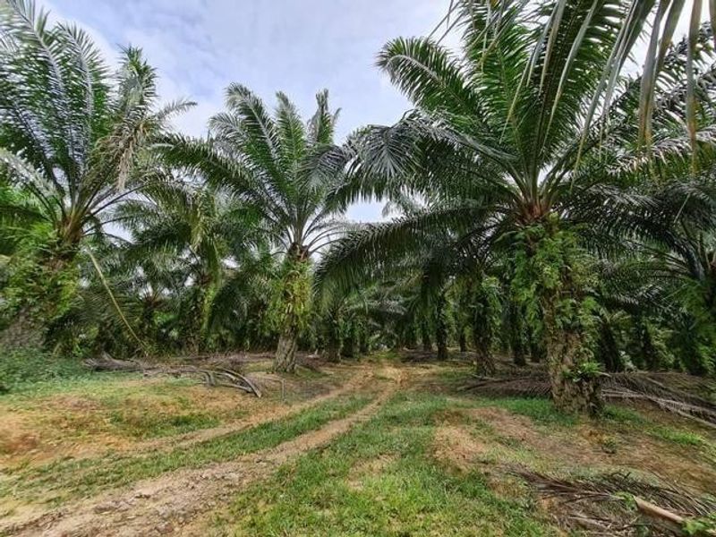 Potential Industrial Zoning Land for Sale at Jasin Melaka, Melaka, Jasin