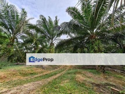 Potential Industrial Zoning Land for Sale at Jasin Melaka, Melaka, Jasin