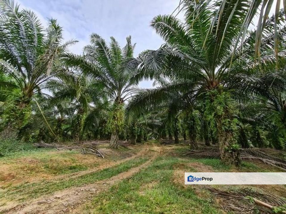 300 Acres Agriculture Land in Melaka, Melaka, Durian Tunggal