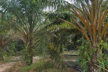 FREEHOLD AGRICULTURE LAND FOR SALE – SRI GADING, BATU PAHAT, JOHOR