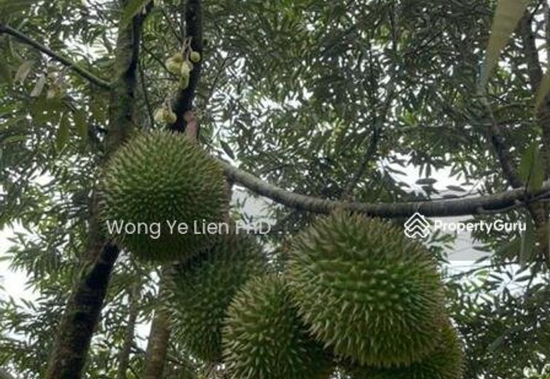 LAND, 2. 33 ac, Main Road, Kampung Simpang Panggung, 27200 Kuala Lipis, Pahang