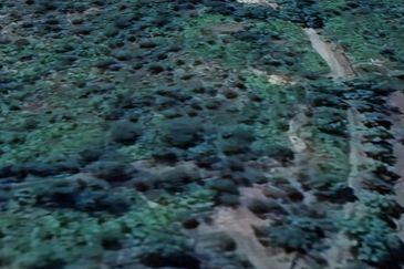 Sungai Gumut ( Lembah Beringin )