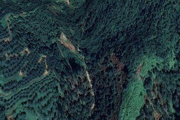 Sang Lee Durian Valley