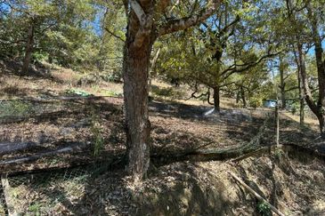 Sang Lee Durian Valley