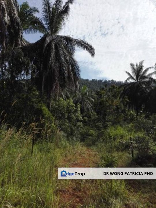 Land, 881 acres, off AH2 North South Expressway, 84600 Pagoh, Johor, Johor, Pagoh