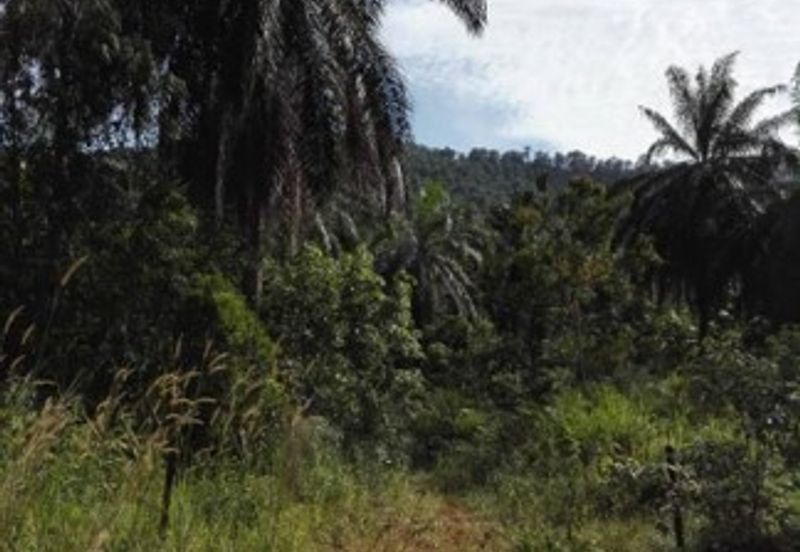 Land, 881 acres, off AH2 North South Expressway, 84600 Pagoh, Johor