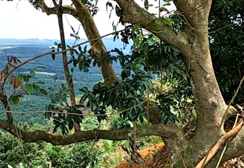 Land, 881 acres, off AH2 North South Expressway, 84600 Pagoh, Johor