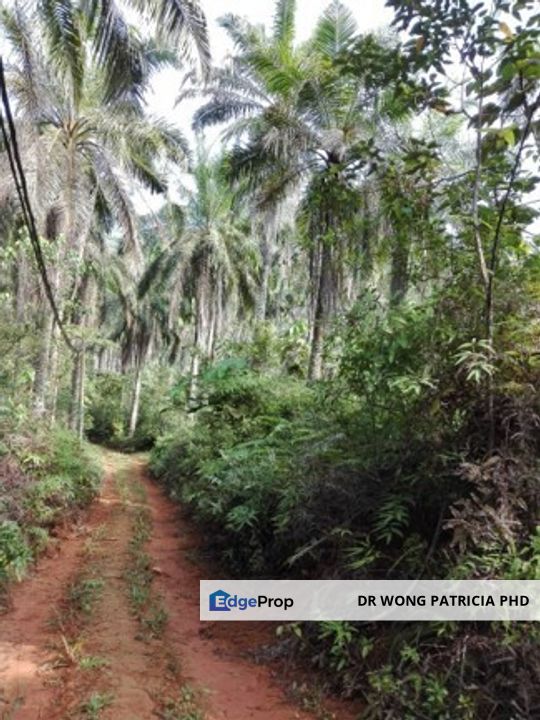 Land, 881 acres, off AH2 North South Expressway, 84600 Pagoh, Johor, Johor, Pagoh