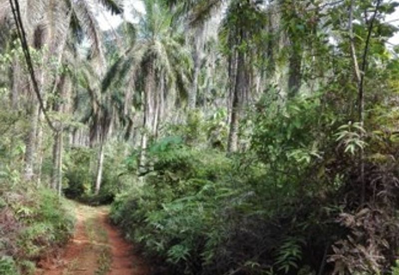 Land, 881 acres, off AH2 North South Expressway, 84600 Pagoh, Johor