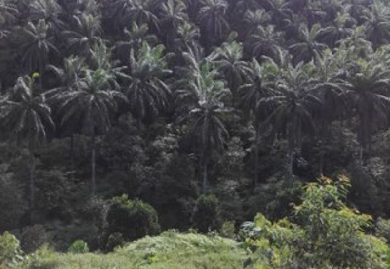 Land, 881 acres, off AH2 North South Expressway, 84600 Pagoh, Johor