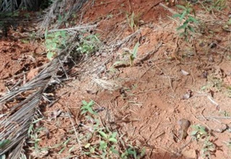 Land, 881 acres, off AH2 North South Expressway, 84600 Pagoh, Johor