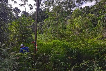 Sungai Gumut ( Lembah Beringin )