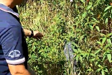 Sungai Gumut ( Lembah Beringin )