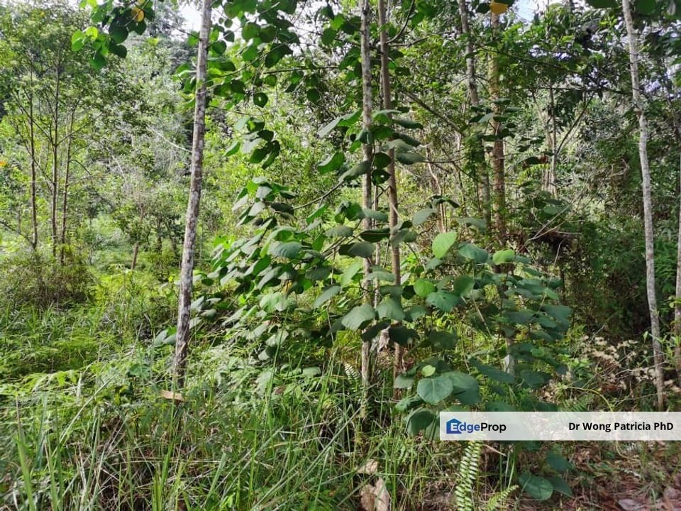 Land, Very Cheap, from 1 to 7 acres, Sungai Gumut, Lembah Beringin 44000, Selangor, Selangor, Kuala Kubu Baru