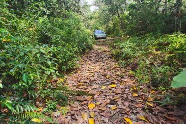 Sungai Gumut ( Lembah Beringin )