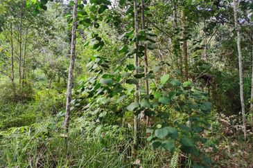 Sungai Gumut ( Lembah Beringin )