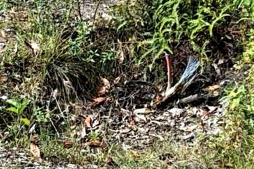 Sungai Gumut ( Lembah Beringin )