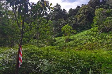 Sungai Gumut ( Lembah Beringin )