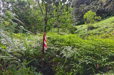 Sungai Gumut ( Lembah Beringin )