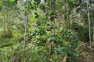 Sungai Gumut ( Lembah Beringin )