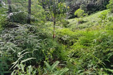 Sungai Gumut ( Lembah Beringin )