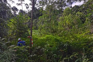 Sungai Gumut ( Lembah Beringin )