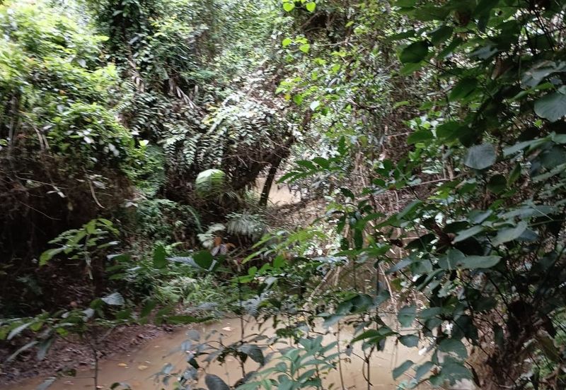 Land, 6.47 acres, near Kuala Tahan & Taman Negara, Kpg Bantal, Ulu Tembeling, Jerantut 27020  Pahang  