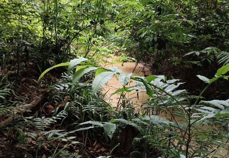 Land, 6.47 acres, near Kuala Tahan & Taman Negara, Kpg Bantal, Ulu Tembeling, Jerantut 27020  Pahang  