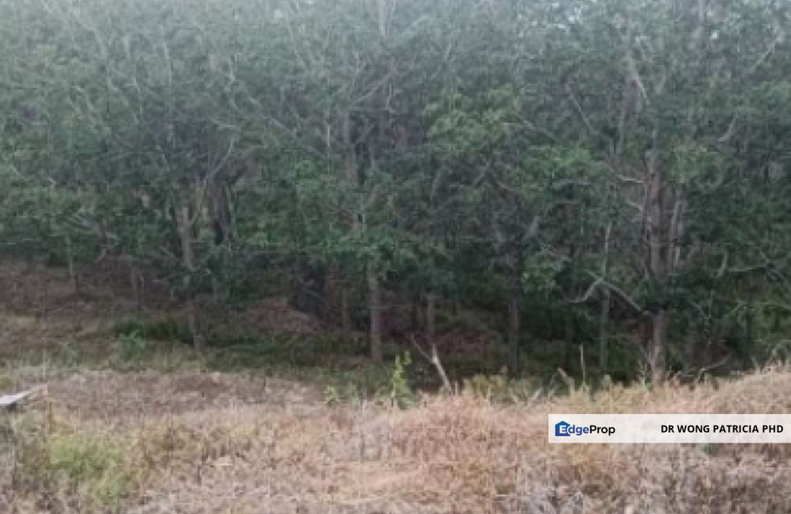 Rubber Plantation FOR  SALE  : Very Cheap, 1,999 acres,  Kg Mandavang Darat, Jalan Mandavang Teringai, 89108 Kota Marudu, Sabah, Sabah, Kota Marudu