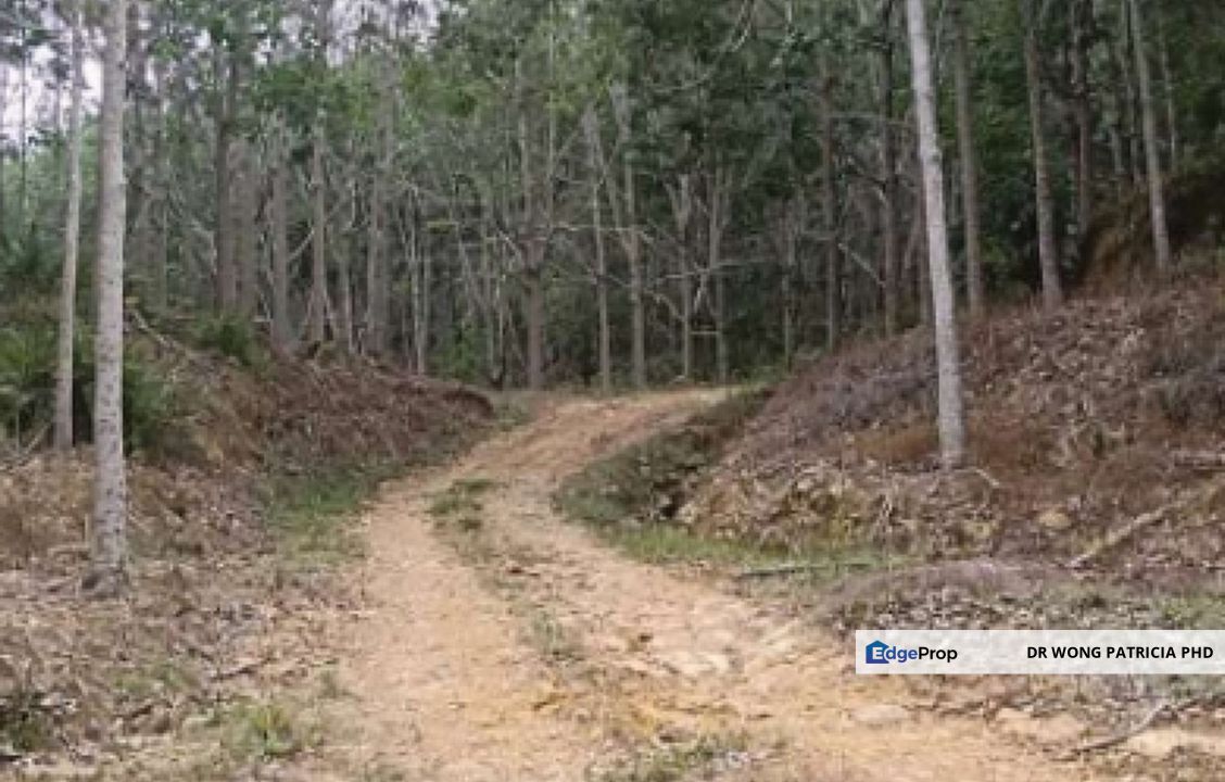 Rubber Plantation FOR  SALE  : Very Cheap, 1,999 acres,  Kg Mandavang Darat, Jalan Mandavang Teringai, 89108 Kota Marudu, Sabah, Sabah, Kota Marudu
