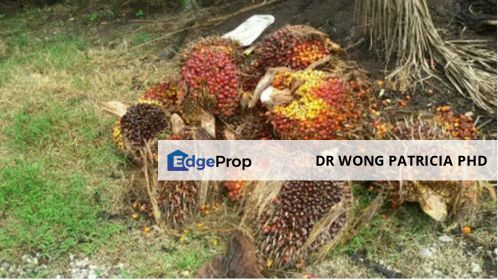 Land, 3,313 ac, next to West Coast Expressway, Hutan Melintang, 36400 Bagan Datuk, Perak, Perak, Bagan Datoh