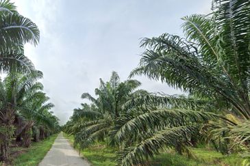 Hutan Melintang