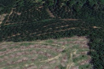 Palm Oil Land, 8.73 ac, 3 km from  Kampung Jeram Besu, 27300 Sega, Pahang