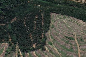 Palm Oil Land, 8.73 ac, 3 km from  Kampung Jeram Besu, 27300 Sega, Pahang