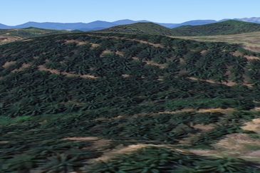 Palm Oil Land, 8.73 ac, 3 km from  Kampung Jeram Besu, 27300 Sega, Pahang