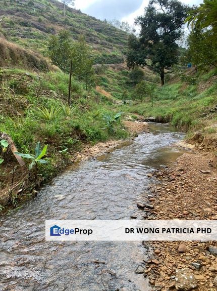 Durian Farm with Streams, 14.92 ac, , Kampung Baharu Teras, 27600 Raub District, Pahang, Pahang, Bentong