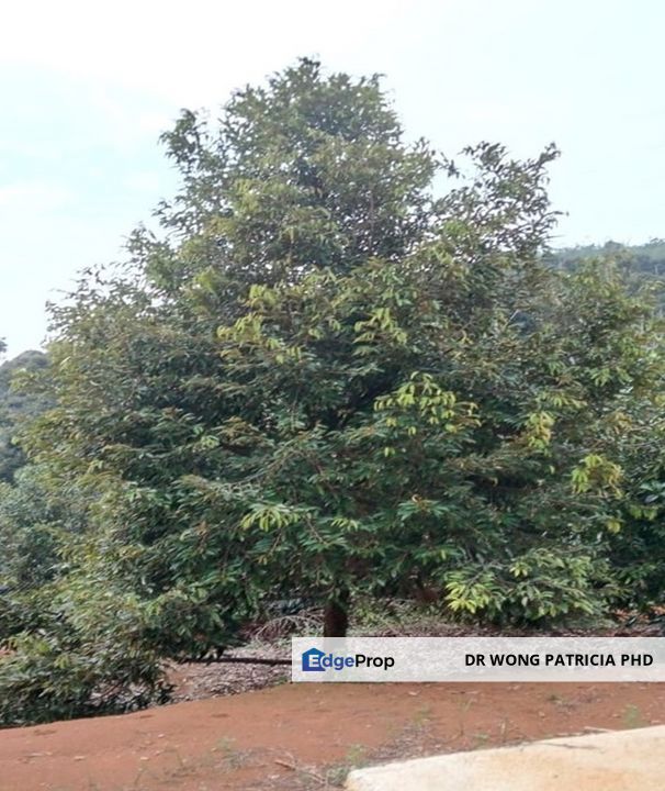 DURIAN FARM, 4.27 ac, Jalan Baling - Kuala Kangsar, Taman Liman,  33020 Kuala Kangsar, Perak, Perak, Ipoh