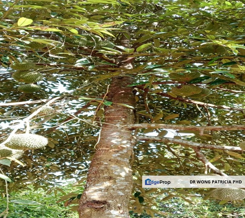 DURIAN FARM, 4.27 ac, Jalan Baling - Kuala Kangsar, Taman Liman,  33020 Kuala Kangsar, Perak, Perak, Ipoh