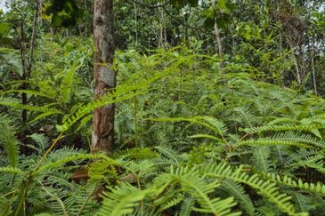 Sungai Gumut ( Lembah Beringin )