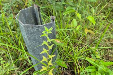 Sungai Gumut ( Lembah Beringin )