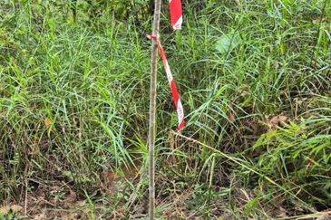 Sungai Gumut ( Lembah Beringin )